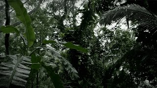 Easy Relax or Fall Asleep with the Sound of the Rainforest, Rain Sounds to Fall Asleep & Relax by Nature SFX 1,651 views 8 months ago 4 hours