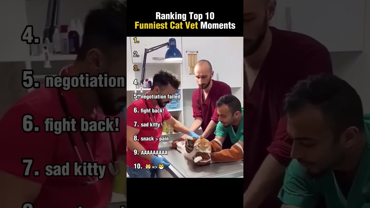 Top 10 Funniest Cat Vet Moments