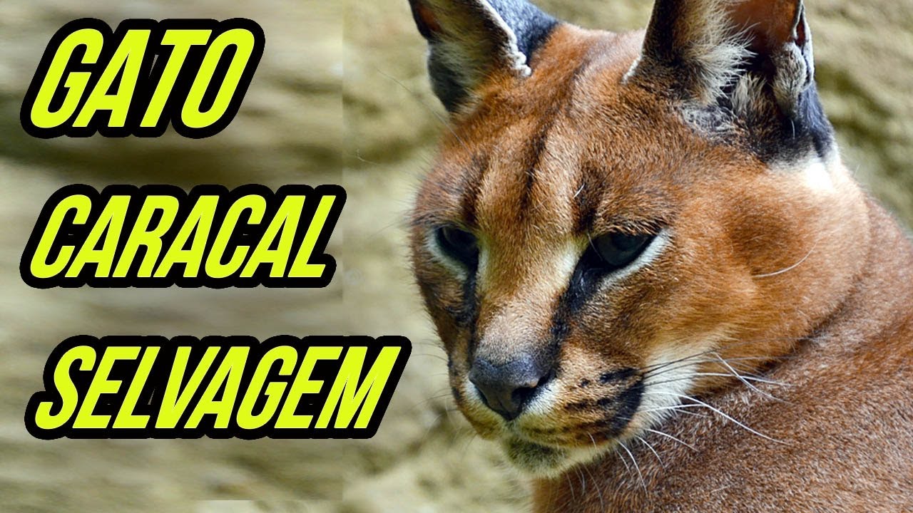 GATO CARACAL SELVAGEM, É PERIGOSO CRIAR UM GATO CARACAL SELVAGEM? COMO AS  PESSOAS CRIAM O CARACAL 