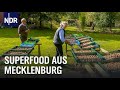 Mecklenburg-Vorpommern: Walnüsse aus dem Familienbetrieb | Die Nordreportage | NDR Doku