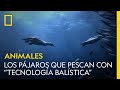 Los pájaros que van a pescar con &quot;tecnología balística&quot; | NATIONAL GEOGRAPHIC ESPAÑA