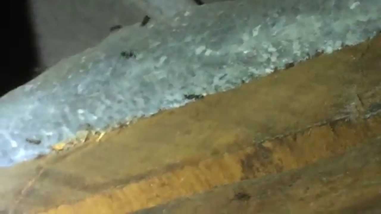 Ant Control Bentleigh Melbourne