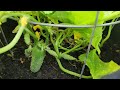 Cukes 7/14/23
