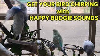 Budgie TV: One Hour of Wonderful Budgie Action and Sounds by Pet TV Australia 2,190 views 1 year ago 1 hour, 18 minutes