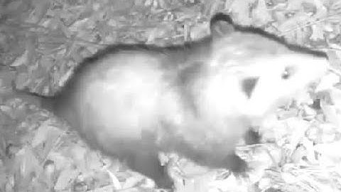 Blink XT Home Security Camera System with Motion Detection: Video Footage First Week