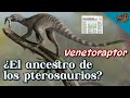 Venetoraptor ¿el ancestro de los Pterosaurios? - BONUS: ¿Herrerasaurus con plumas?