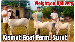 Kismat Goat Farm, Surat - Weight on Delivery, Replacement on Mortality