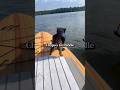 1st paddle board 🐶 #dog #dogs #dogshorts #lake #doglife #fyp #pets #cuteanimals #animals #funnydogs