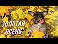 Золотая осень в Москве / AIDA ASKEROVA