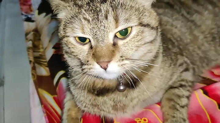 Video 8218241: cat kitten pets funnycat, funnycats cutekitten kitten, laugh cats hilarious, best cat