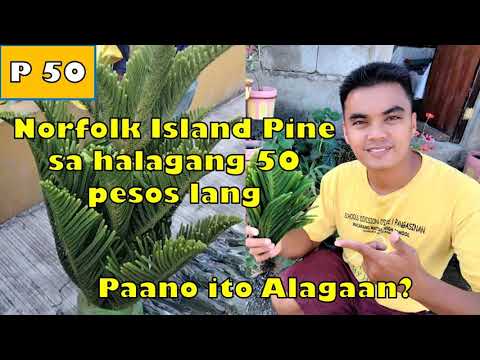 Video: Pagpapakain sa Norfolk Island Pines: Magkano ang Fertilizer na Kailangan ng Norfolk Island Pine