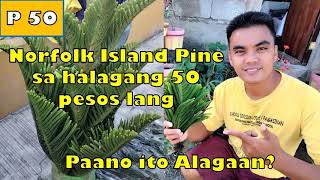 Paano ba Mag alaga ng Norfolk Island Pine Tree