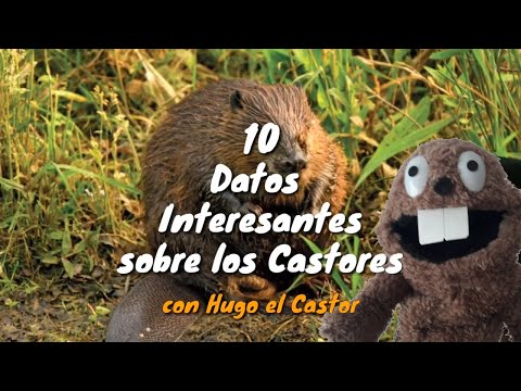 Video: ¿Qué comen los castores?