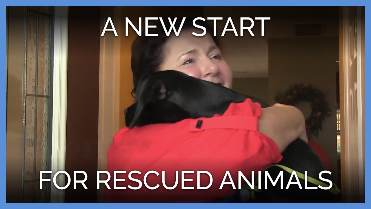 vegan recipes easy 2018 Gave a New Start to These Rescued Animals