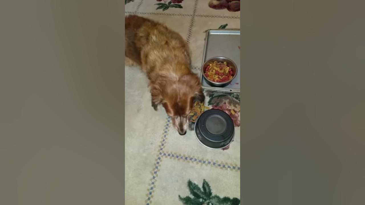 Dachshund does not eat out of bowl YouTube