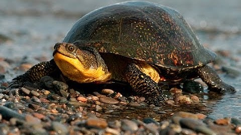 Protect the Blanding