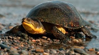 Protect the Blanding's Turtle