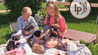 Meet Alexa's F1b Mini Bernedoodle Puppies!