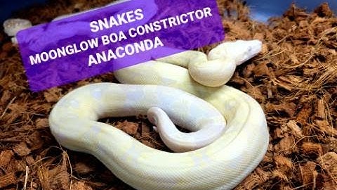 Boa Constrictors /  Ghost Boa /  Moonglow Boa , Ball Pythons, Anacondas ! !