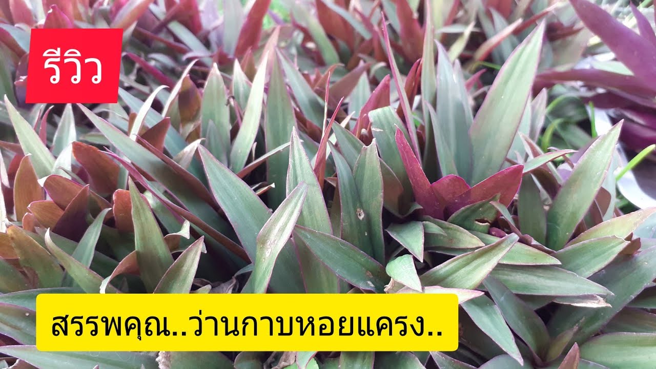 สรรพคุณว่านกาบหอยแครงดีอย่างไร พร้อม(รีวิว)Thai herbs/เกษตรบ้านนา channel