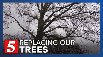 Tree Canopy Bill focuses on protecting, replacing trees in Nashville as city continues rapid growth