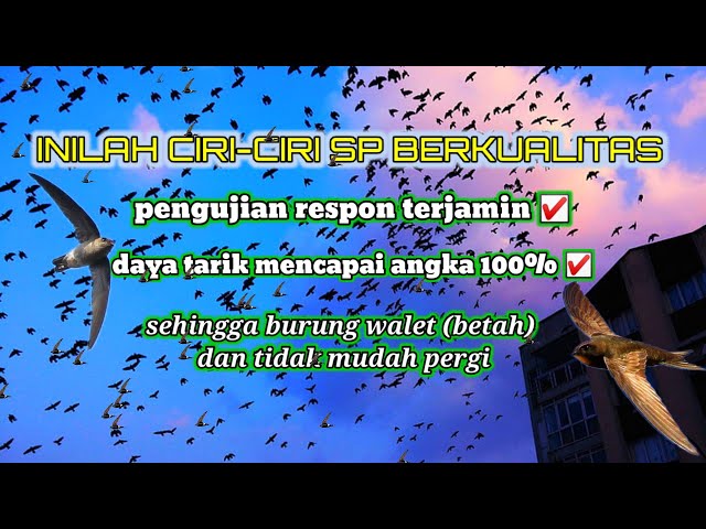 TERBARU KOMBINASI SUARA PANGGIL WALET BERKUALITAS | SP PALING RESPON PANGGIL BIRAHI class=