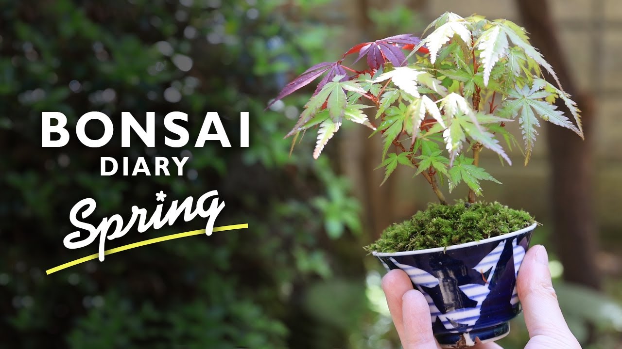 Mini bonsai in spring, Maple, cherry blossoms, and blur bonsai