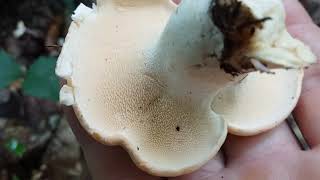 Mushroom Hunting Late Summer