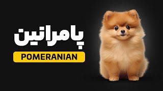 سگ پامرانین | همه چیز درباره این نژاد عروسکی by REXERAM 3,594 views 4 months ago 13 minutes, 18 seconds