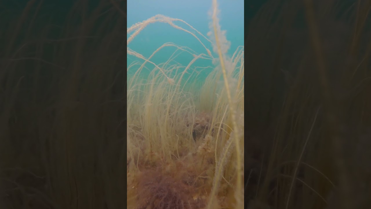 Holme stenen 18th Aug. 