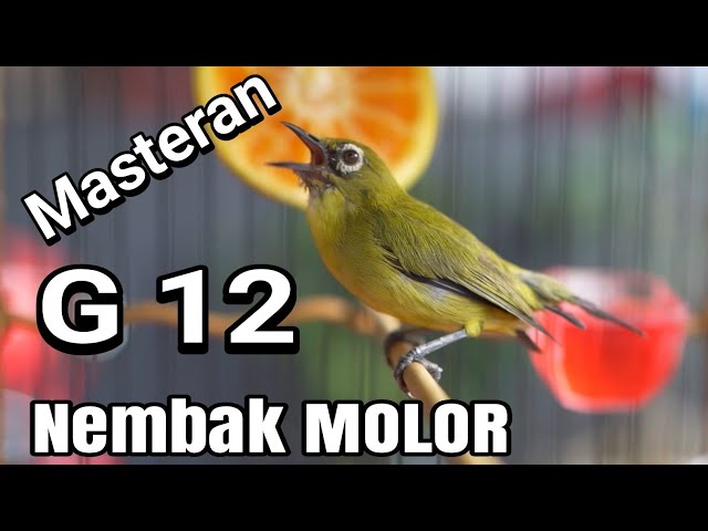 Masteran Pleci G12 Banyu Langit(nembak molor panjang,cocok buat masteran/pancingan Pleci agar bunyi) class=