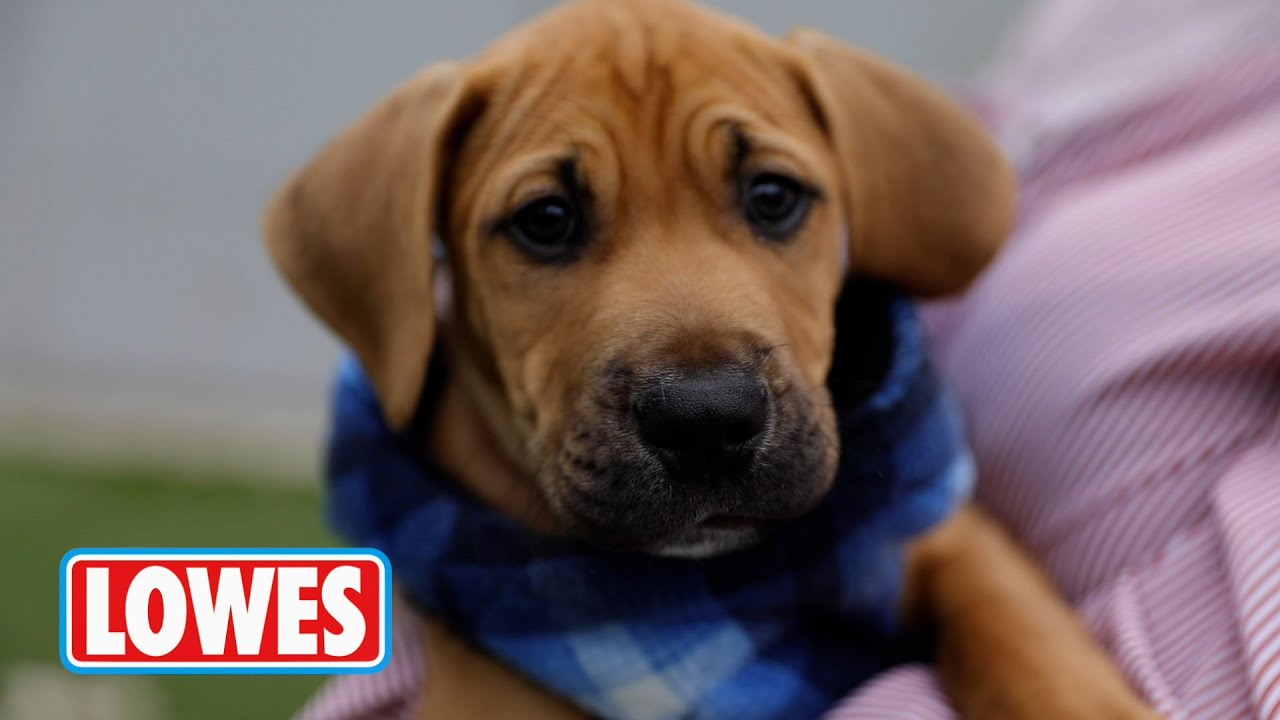 Lowes X RSPCA NSW Dog Wear Donation YouTube lowes-x-rspca-nsw-dog-wear-donation-youtube