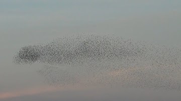 Starling Murmuration / Spreeuwenzwerm