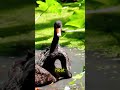 Black And White Swans ARE NOT The Same Species! 🦢⚫🦢#animals #animalfacts #shorts