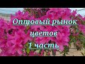 Оптовый рынок цветов. 1 часть.