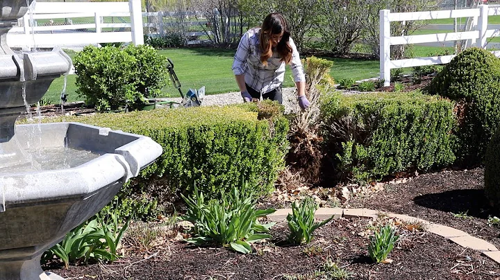 Planting Ginger, Reseeding Patchy Grass, and Fixin...