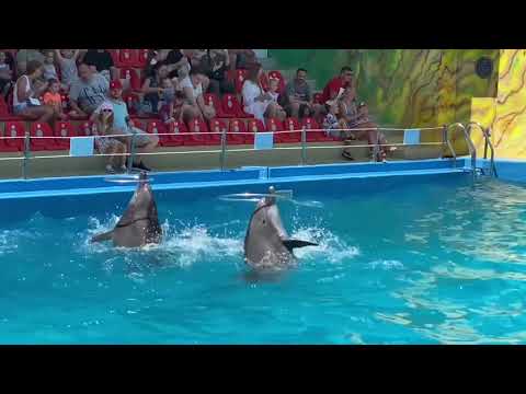 Video: Dolphinarium 