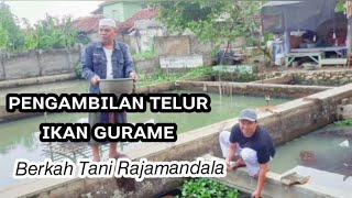 Telur dan larva ikan Gurame ||Berkah Tani Rajamandala