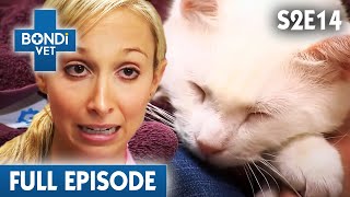 Devastating Rare Cat Disease Shatters Family  | Bondi Vet Season 2 Ep14 | Bondi Vet Full Episodes