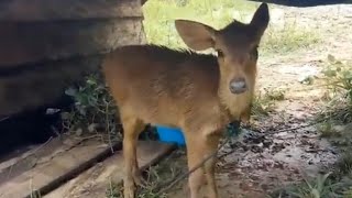 Suara Asli Anak Rusa Dari Papua