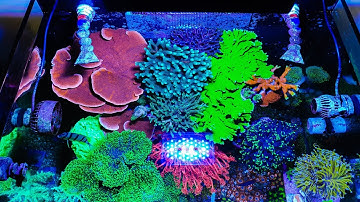 REVIEW HỒ CÁ BIỂN 60 - TOP HỒ CÁ BIỂN ĐẸP NHẤT - CHIA SẺ KINH NGHIỆM THÀNH CÔNG HỒ SAN HÔ HỖN HỢP.