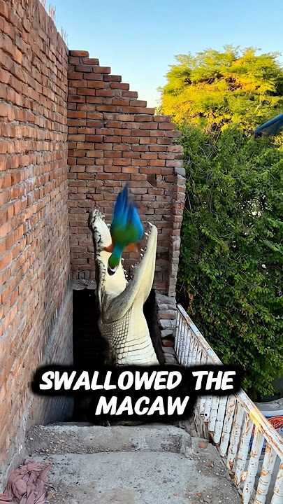 Dinosaur catches Macaw Parrot #reels #macawparrot #short #dinivideolar