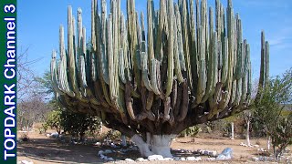 12 Tipos de Cactus Columnares