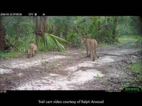florida-wild-cats-struggle-to-walk-due-to-unknown-disorder
