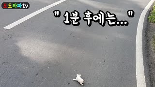 길가에 버려진 새끼고양이.