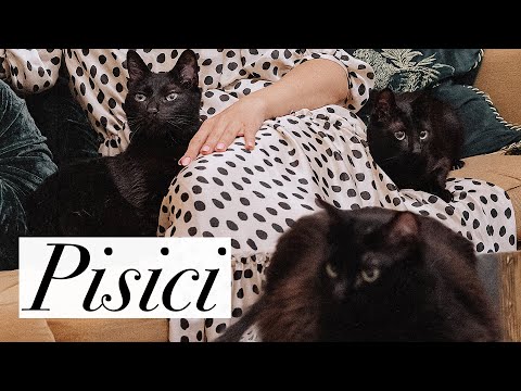 Cum am grija de pisicile mele? | Hrana, vaccin, sterilizare, responsabilitati, adoptie, igiena ❤️