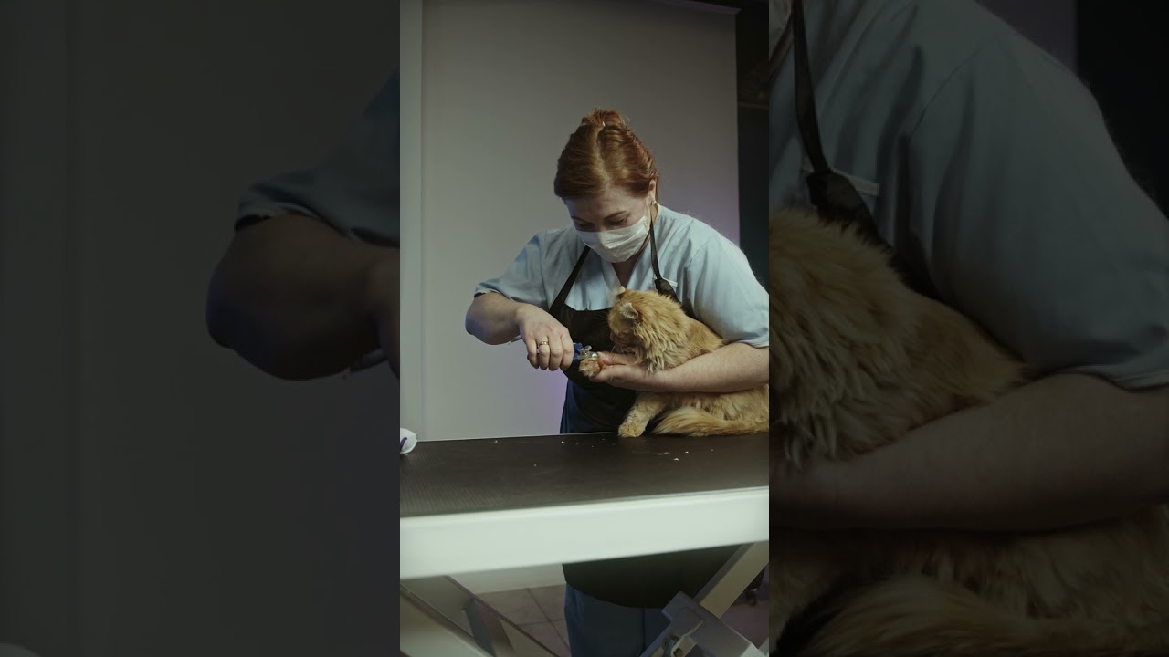 KUCING SAKIT SEDANG PERIKSA KE DOKTER KUCING