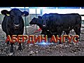 АМЕРИКАНСКИЙ АБЕРДИН АНГУС ПАРОДАЛИ МОЛЛАРИ! ABERDIN ANGUS.