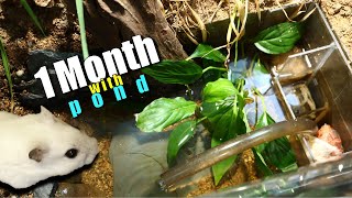 ep.9) 1month Pond in True Naturalistic Hamster TERRARIUM (making filter)