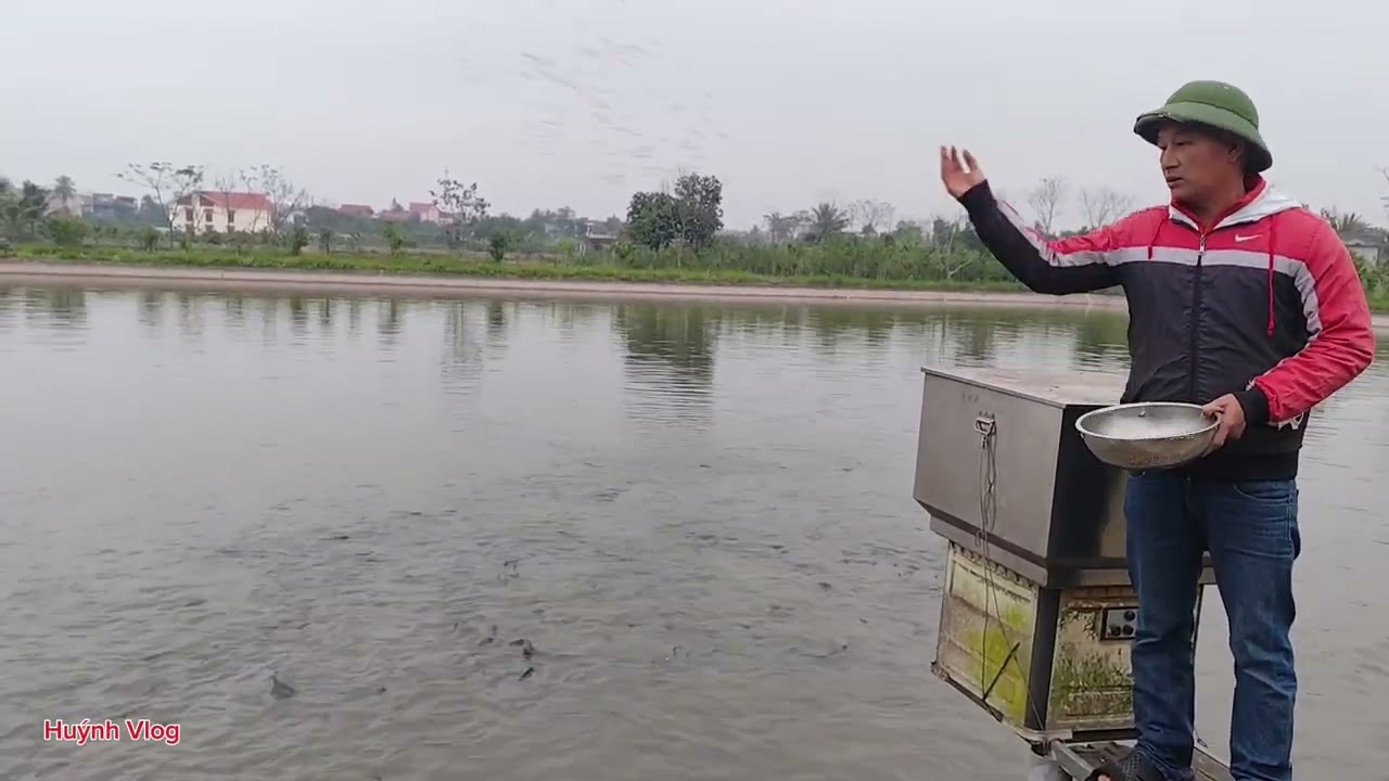 Nuôi cá mà không thất bại thì không phải là người nuôi cá.#xuhuongyoutube #thuysan #HuynhVlog
